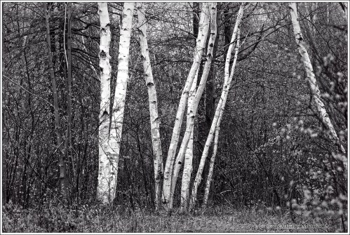 Laurier Birches BW