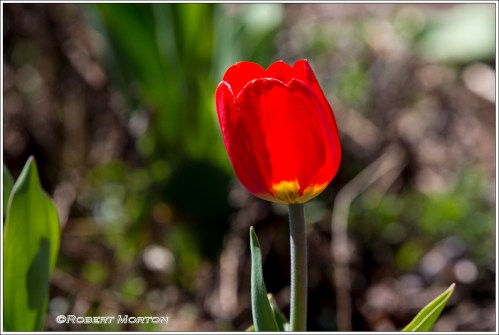 Red Tulip 2