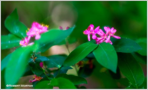 Pink Honeysuckle