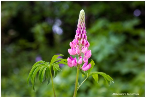 Pink Lupin Sweetman's