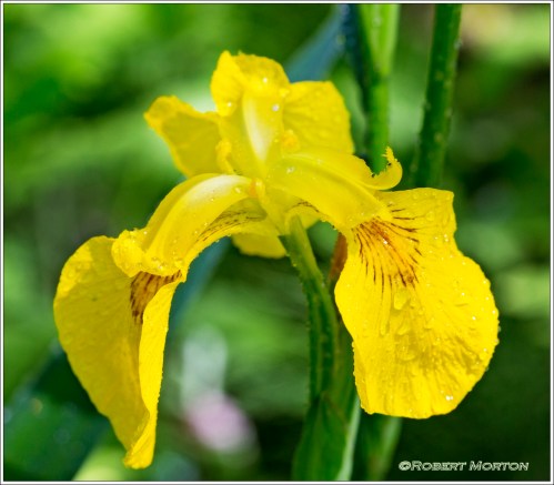 Yellow Iris