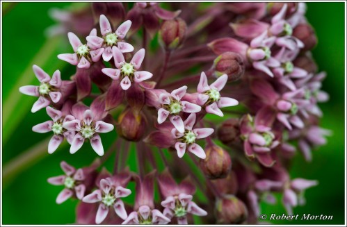 Milkweed Flowers