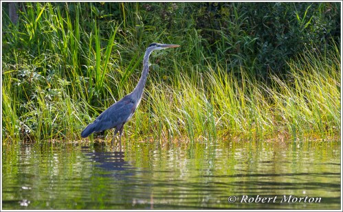 Great Blue Heron II
