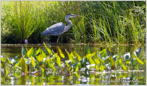 Great Blue Heron