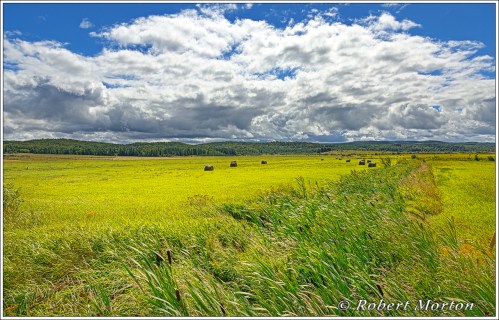 Powassan Field II HDR Galer 50 pc opacity