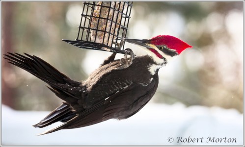 pileated-woodpecker