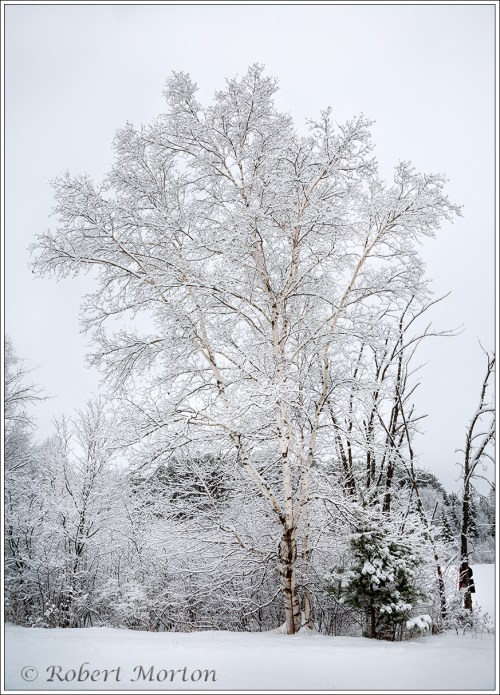 snow-birch