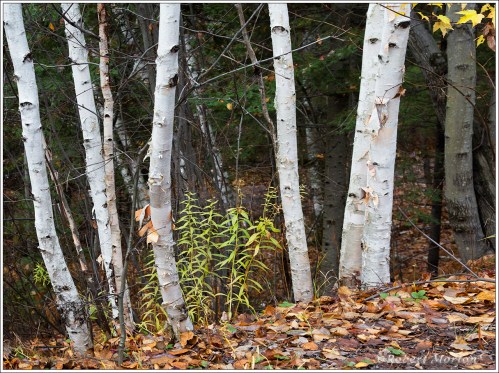 fall-birches