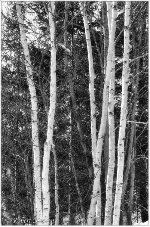 _c3a7365-lumenz-sb-nik-ag-glow