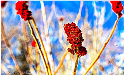 sumac-flowers-2