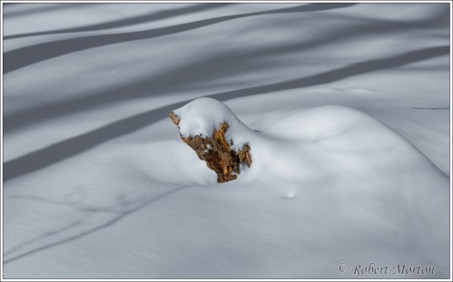 shadows-and-stump-partial-colour