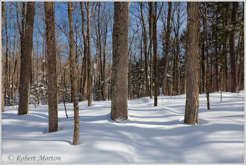 shorewood-winter-trail-3